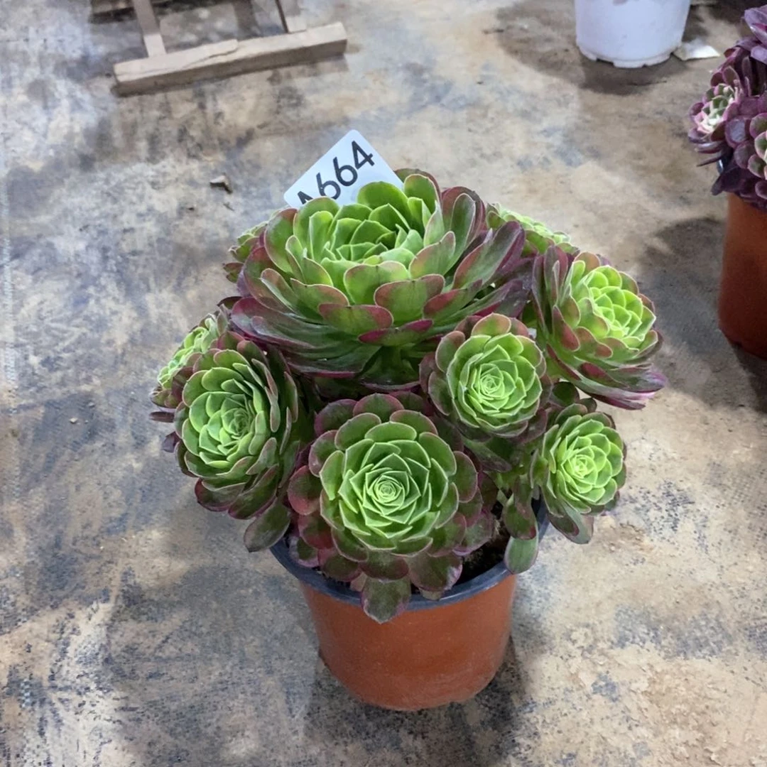 嫩桩奶白锦664多肉法师