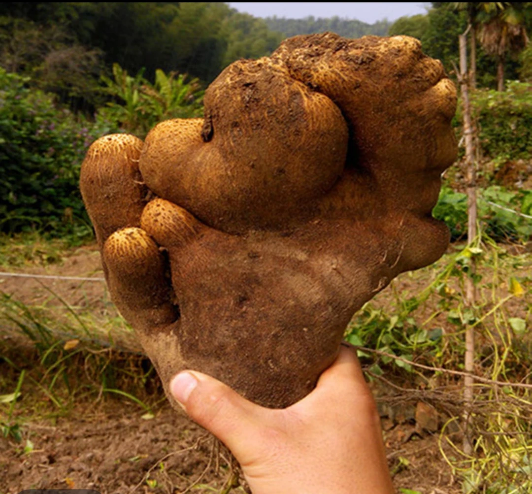 云南高山农家种植白肉火苕【顺丰包邮】