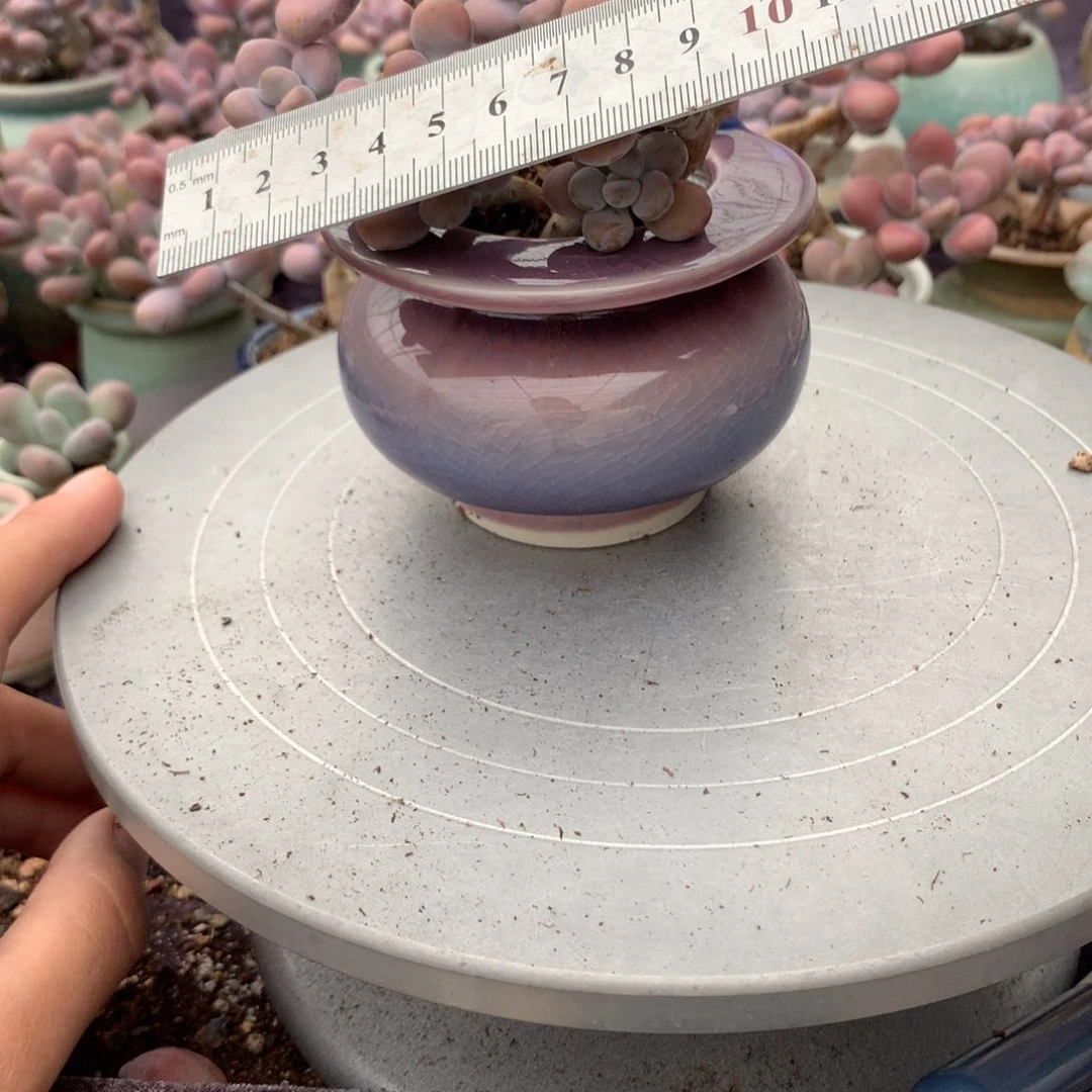 13号带盆偏远地区不包邮的有断枝