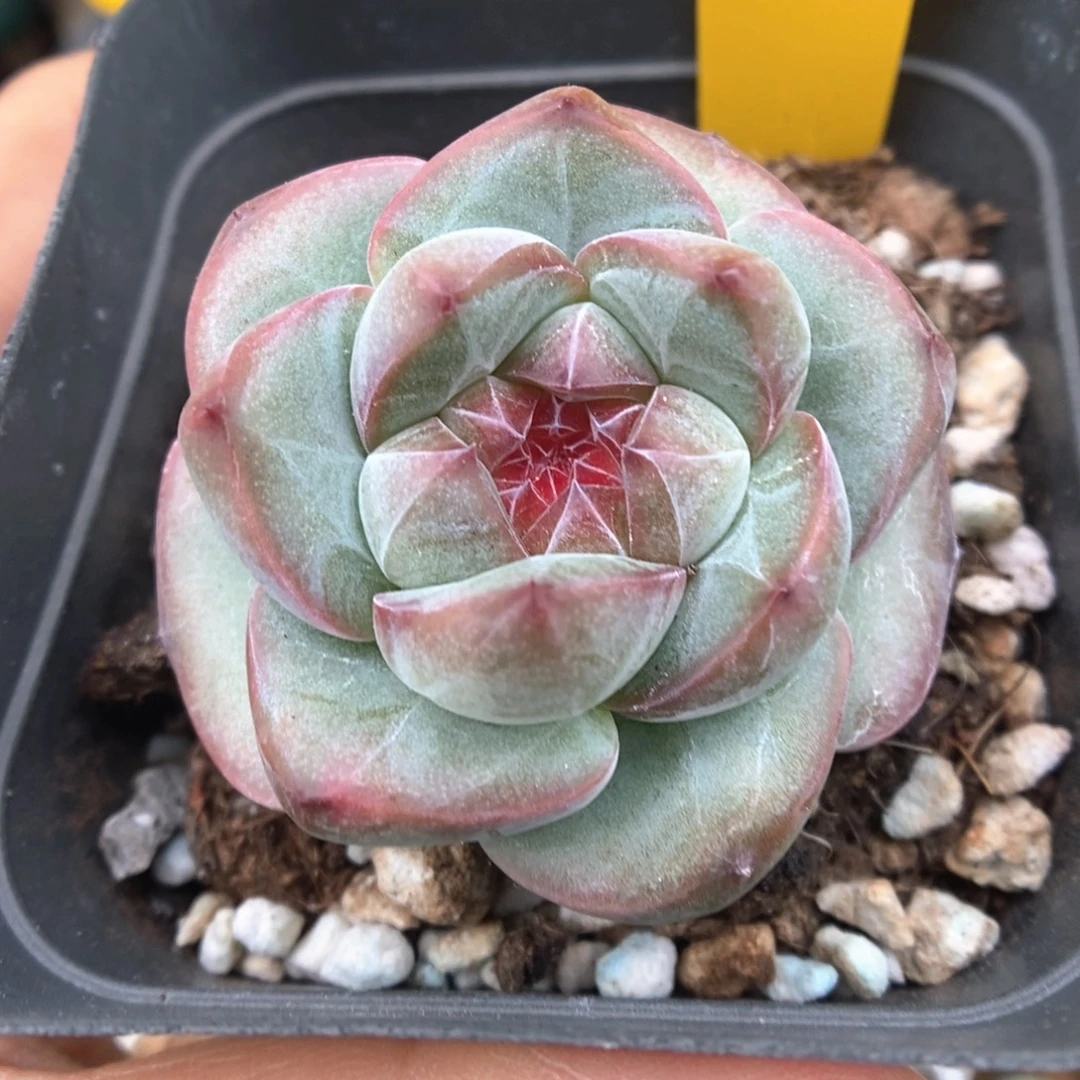 琥珀心珍妮907号。