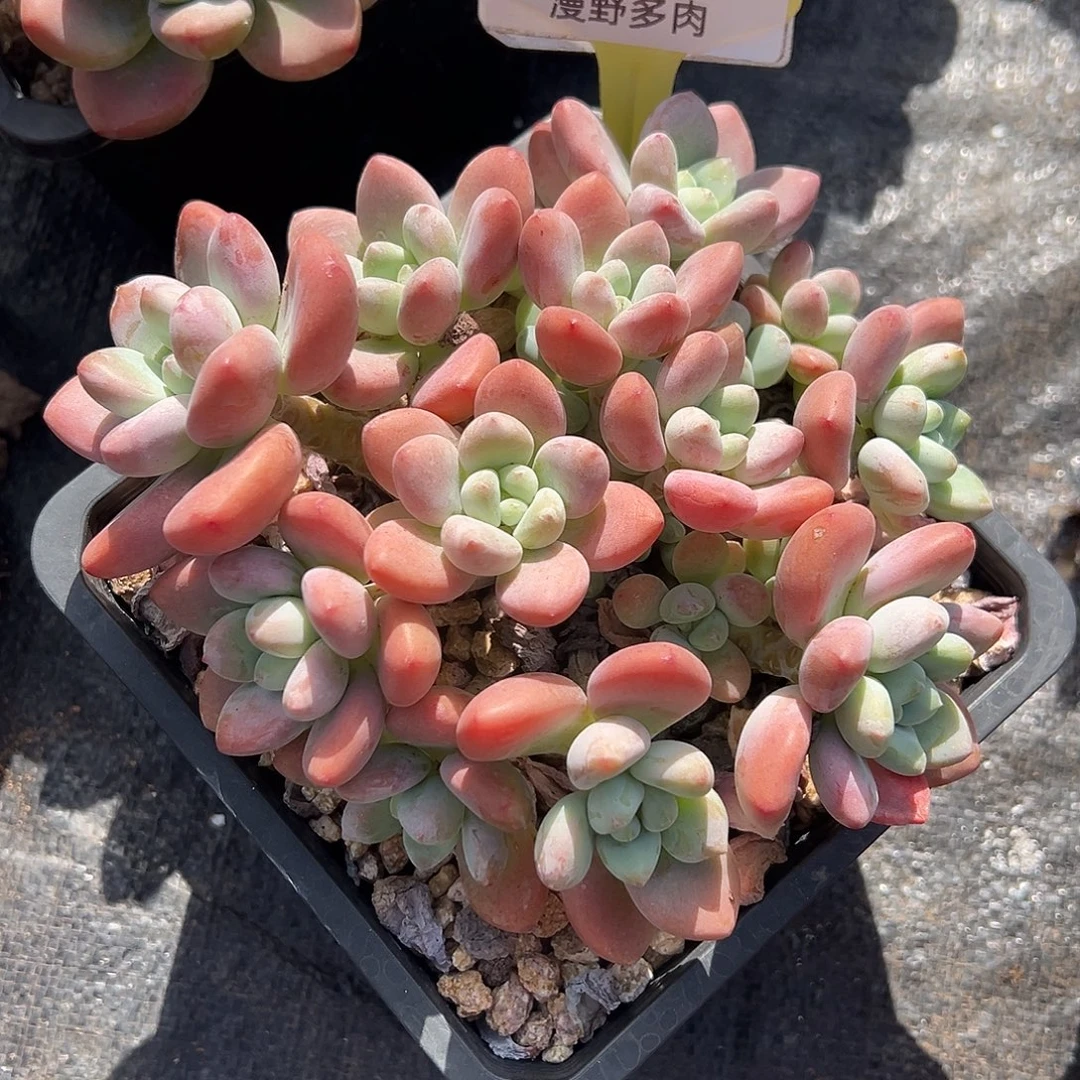 1103018 红洛神群生