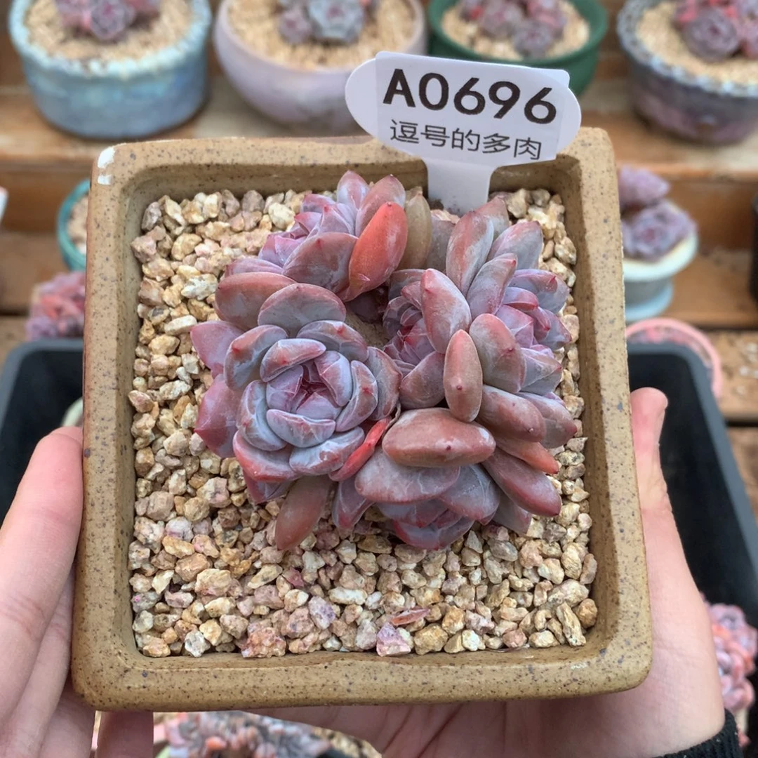 A0696 紫皮星影带小缀 有砍 8cm