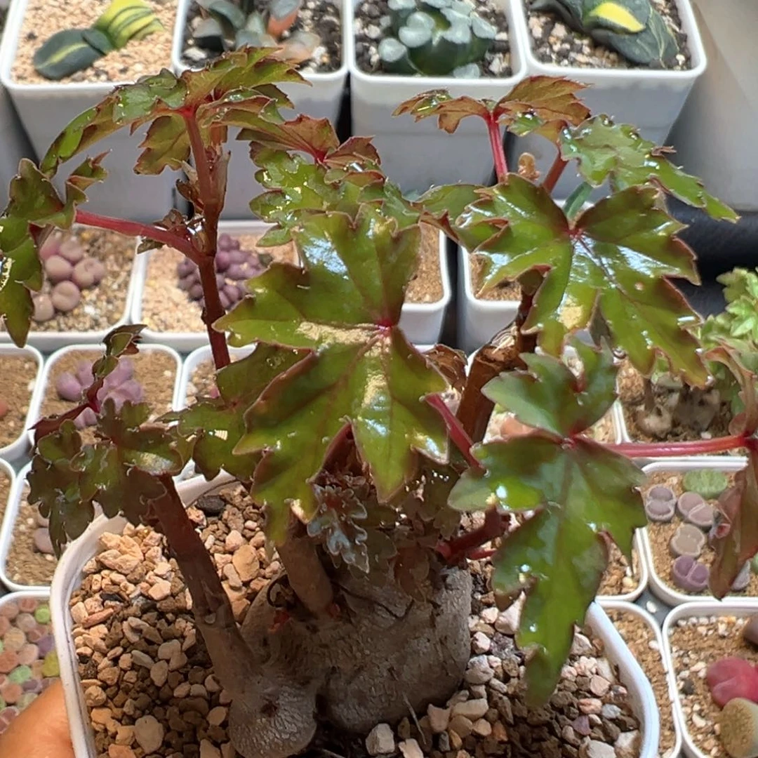 31多肉植物百科秋海棠
