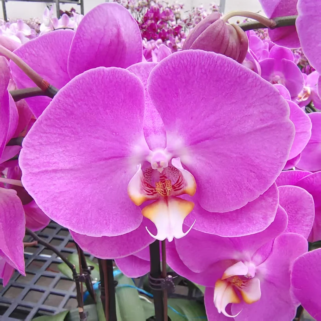 蝴蝶兰【2.8寸粉宝图】大花型 带花发货 高级花卉 花色娇艳