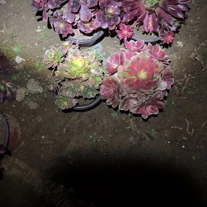 不包侧枝一物一拍92