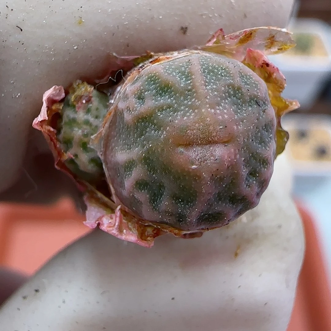 367超级烧麦优选