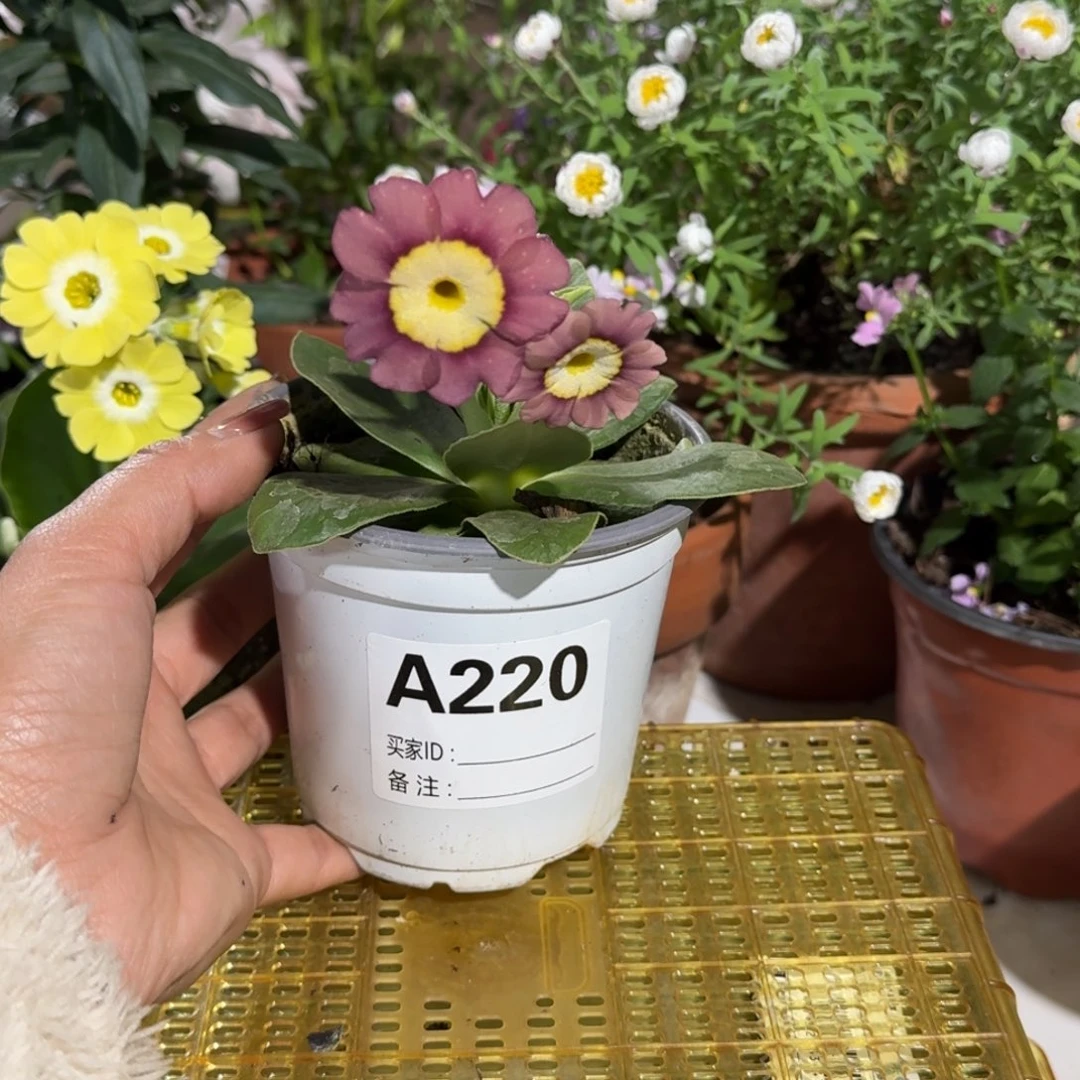 一物一拍耳叶报春A220