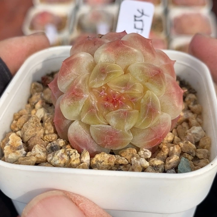 1122-554，糯心魄双头