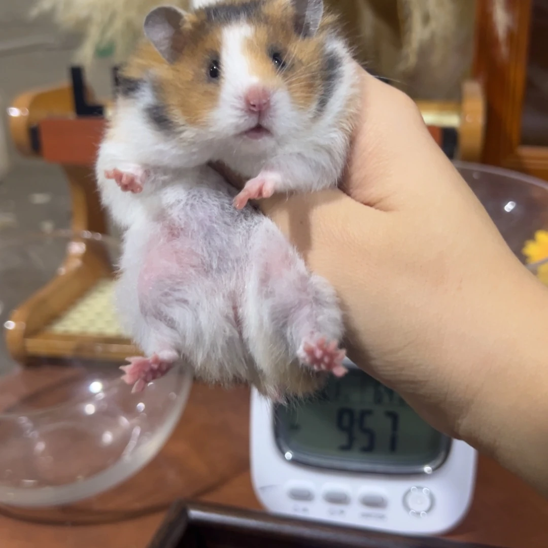 火眼线妹妹 麻麻黑眼线 爸爸重点色 体重83g