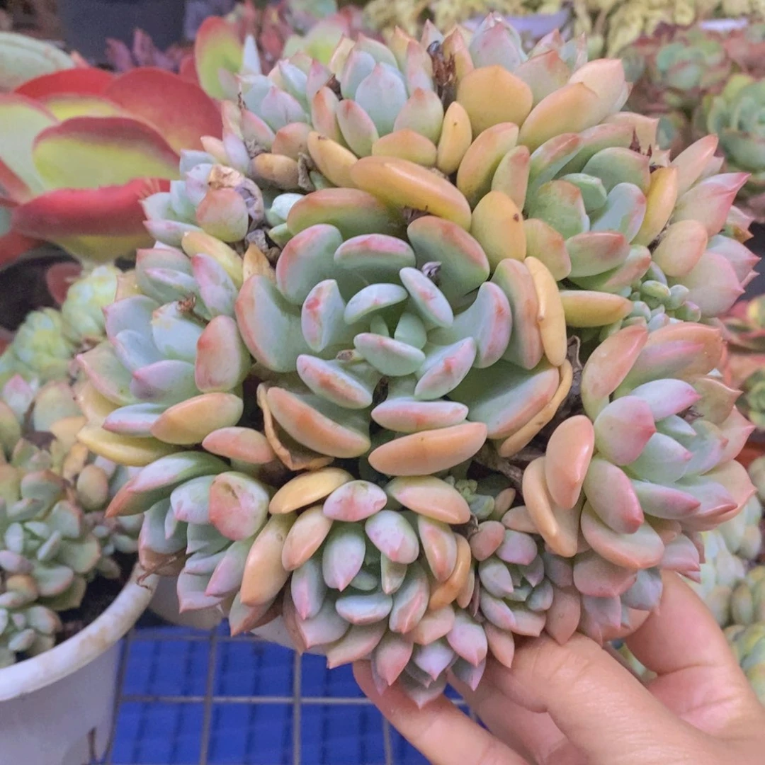 蜜桃格林整桩手捧