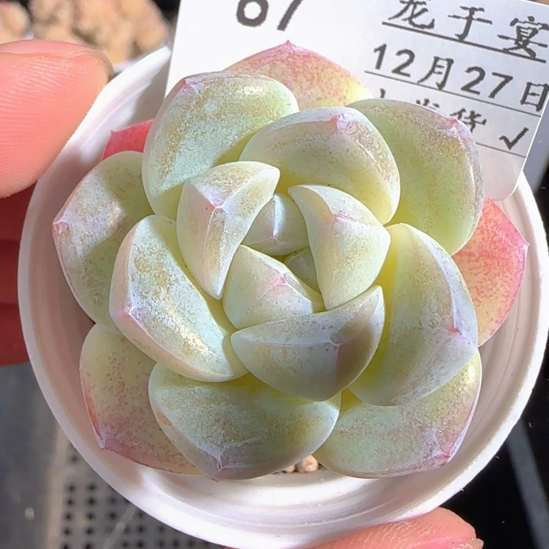 多肉1227-87冰玉冰玉