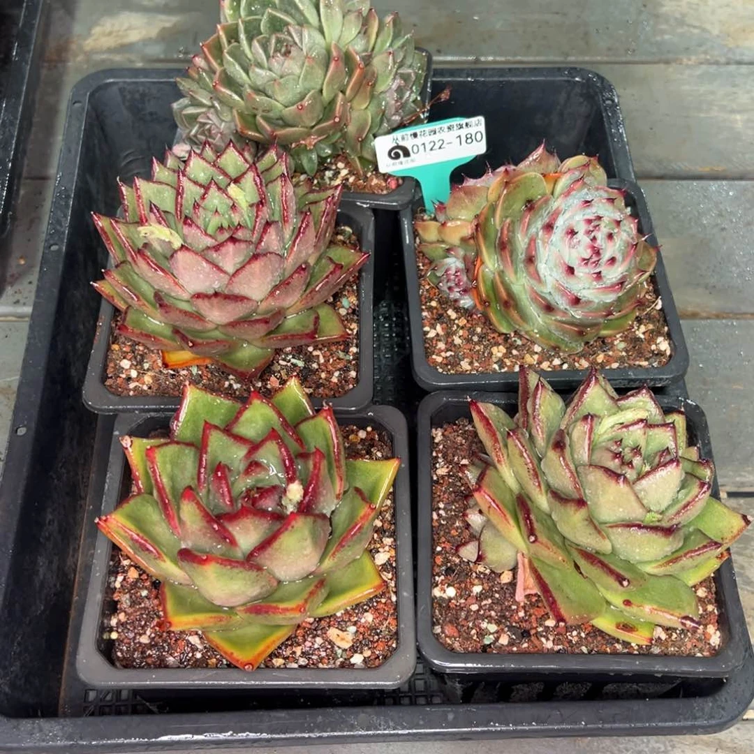 从前慢多肉精选编号0122.180