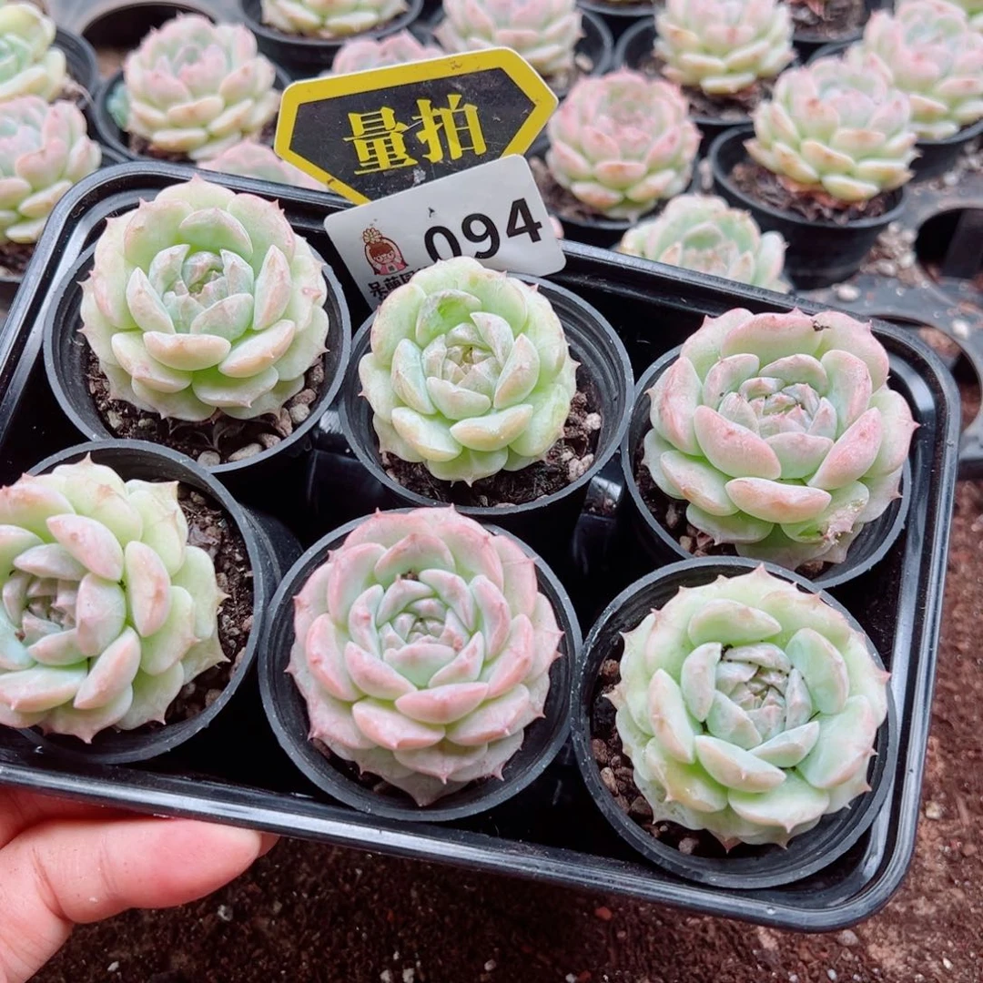 多肉植物多肉植物