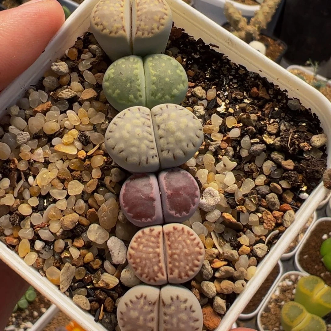 452多肉植物种类多样
