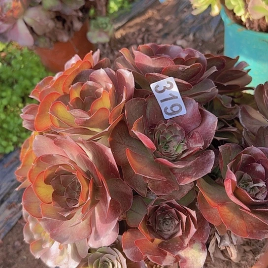 珊***妈多肉植物一个美金