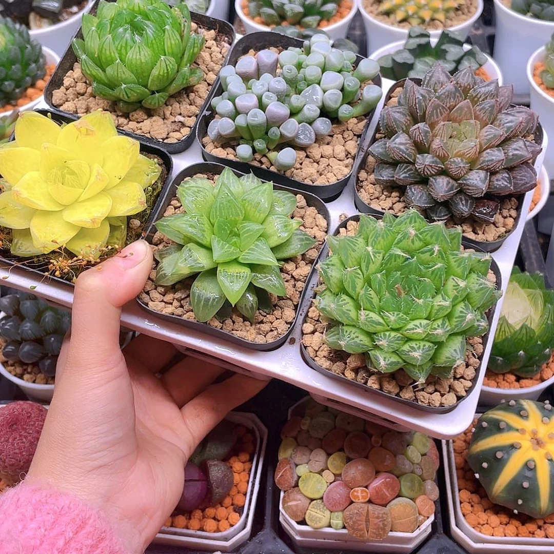 玉露六件套多肉，原盆