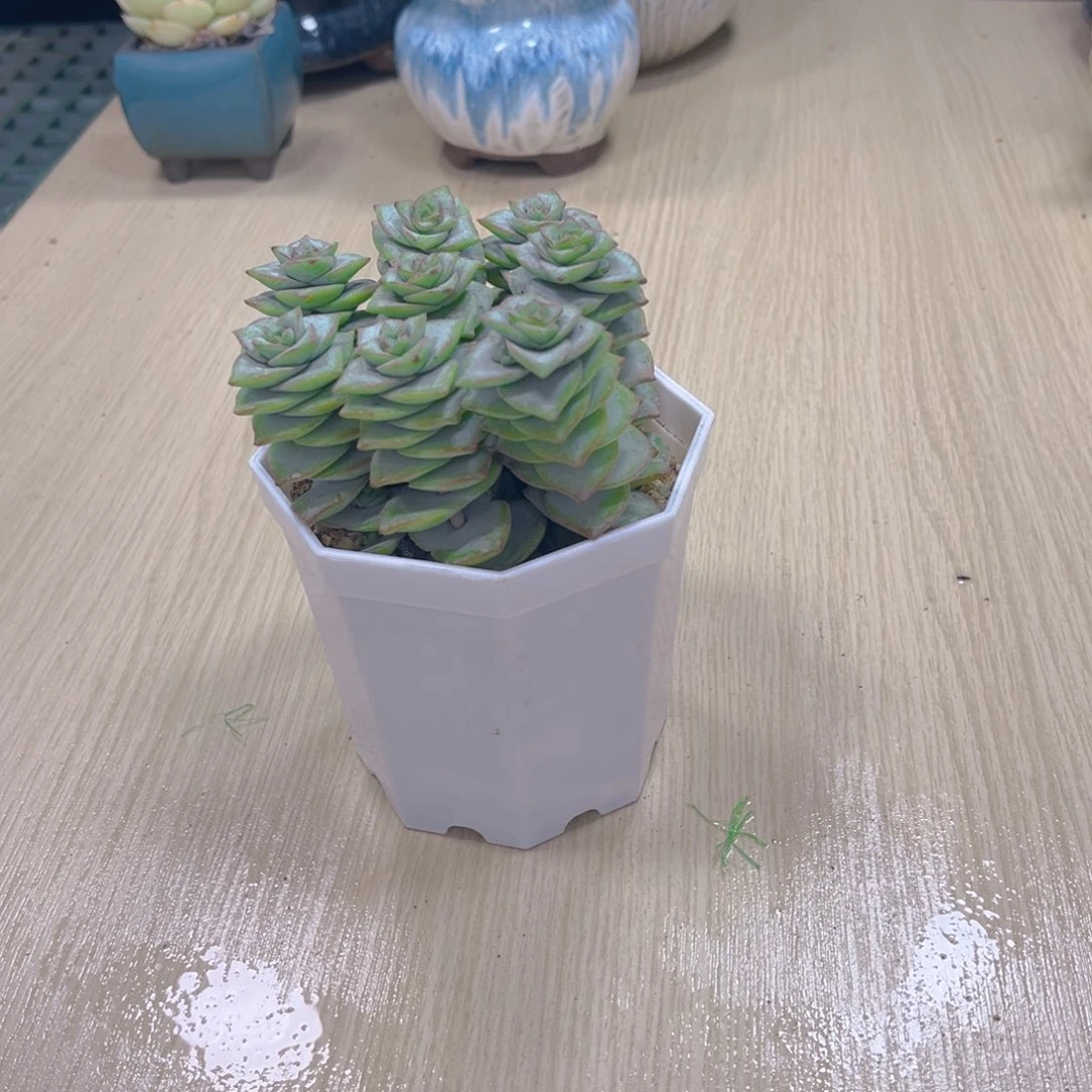 钱串八颗送八角盆土
