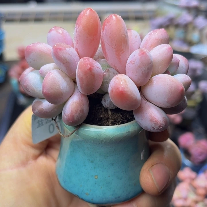 470 香水奶酪5 厘米