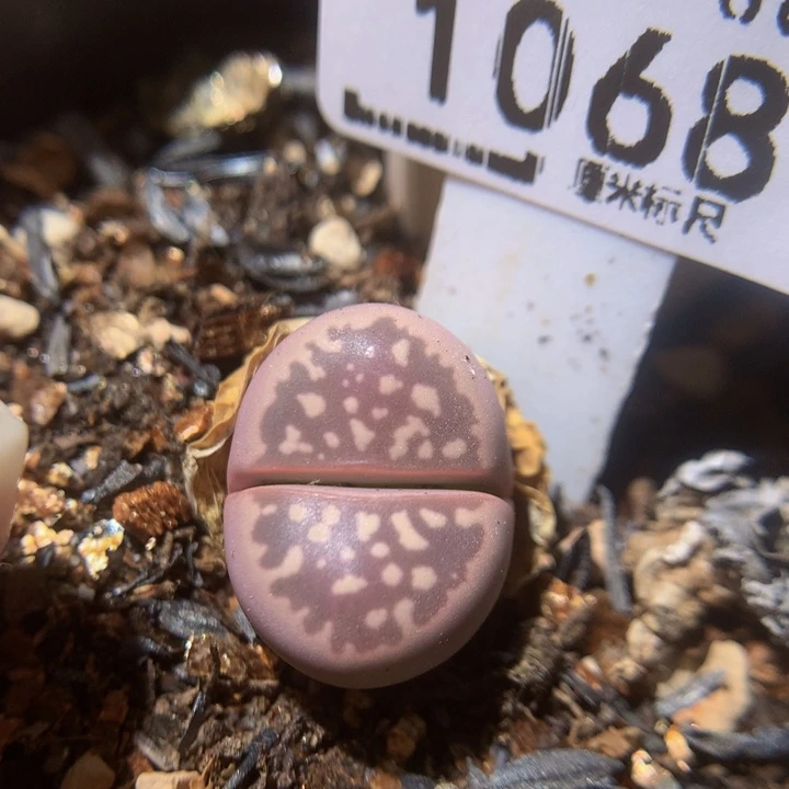 ZzzzZz好可爱啊1068