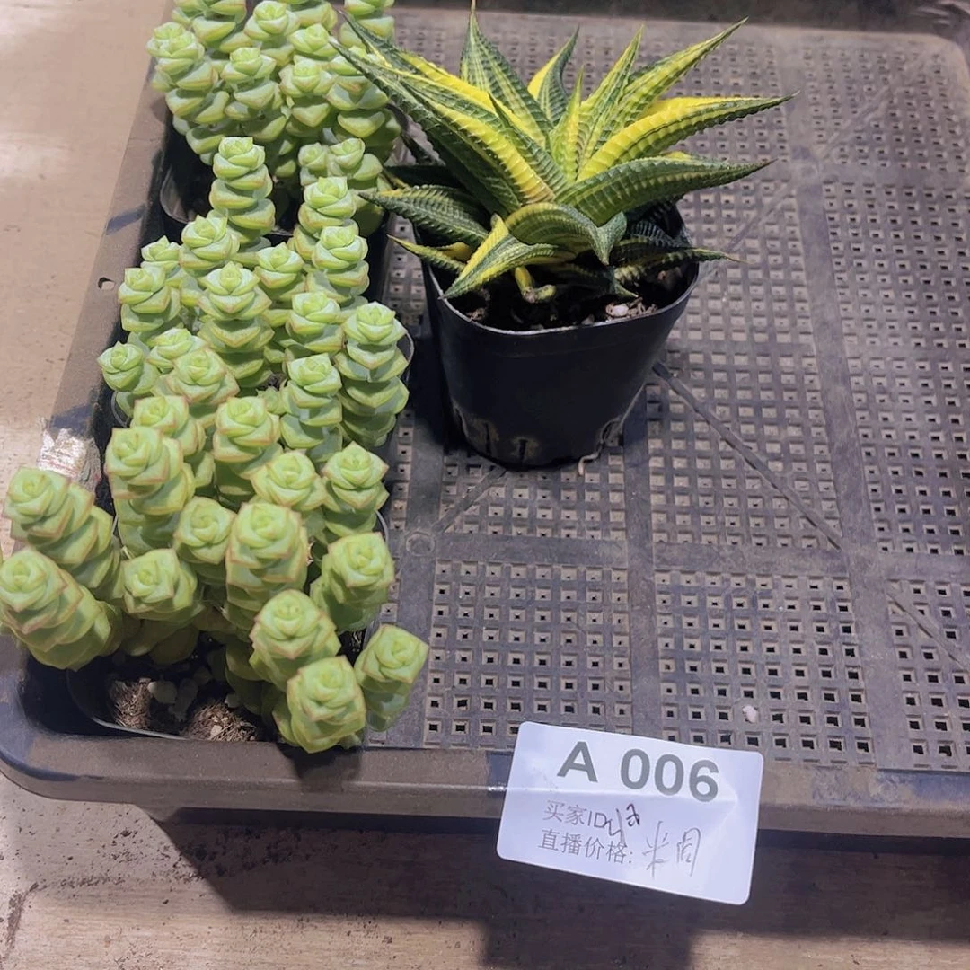 006多肉植物多肉植物