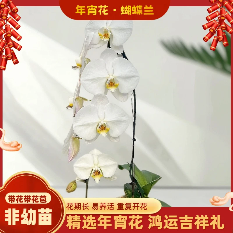 【大白V8】-梦茜儿的花坊-3.8寸大苗情开花好养耐养花卉盆栽蝴蝶兰