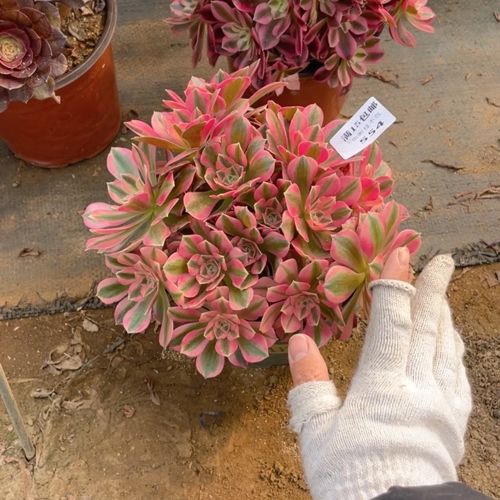 554分女法师多肉断枝不售后