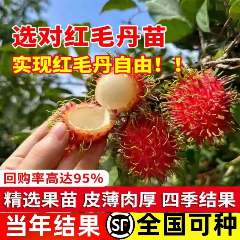 红毛丹树苗盆栽地栽嫁接改良毛荔枝水果树苗当年结果红毛丹苗