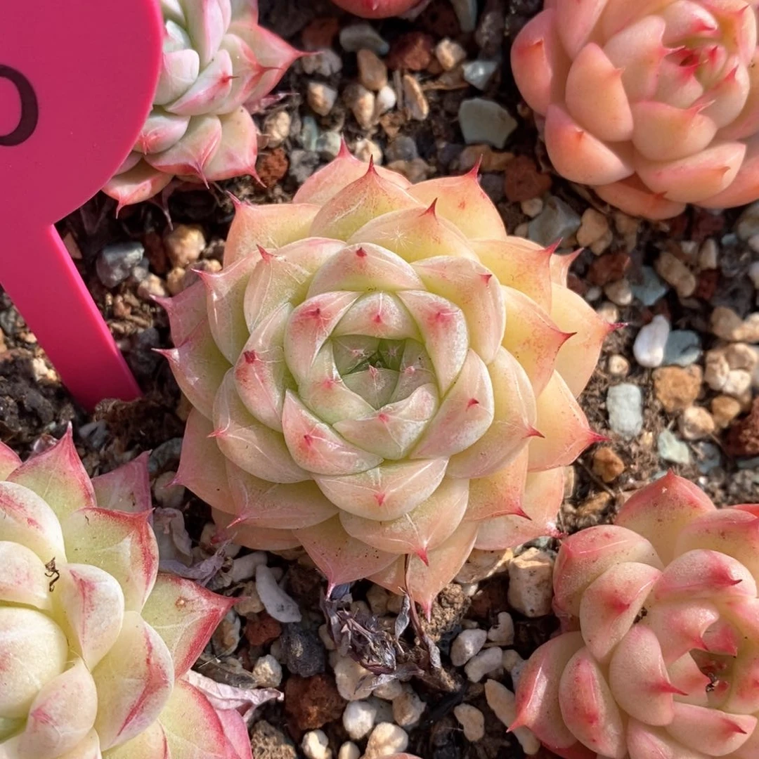 精品多肉一物一拍177