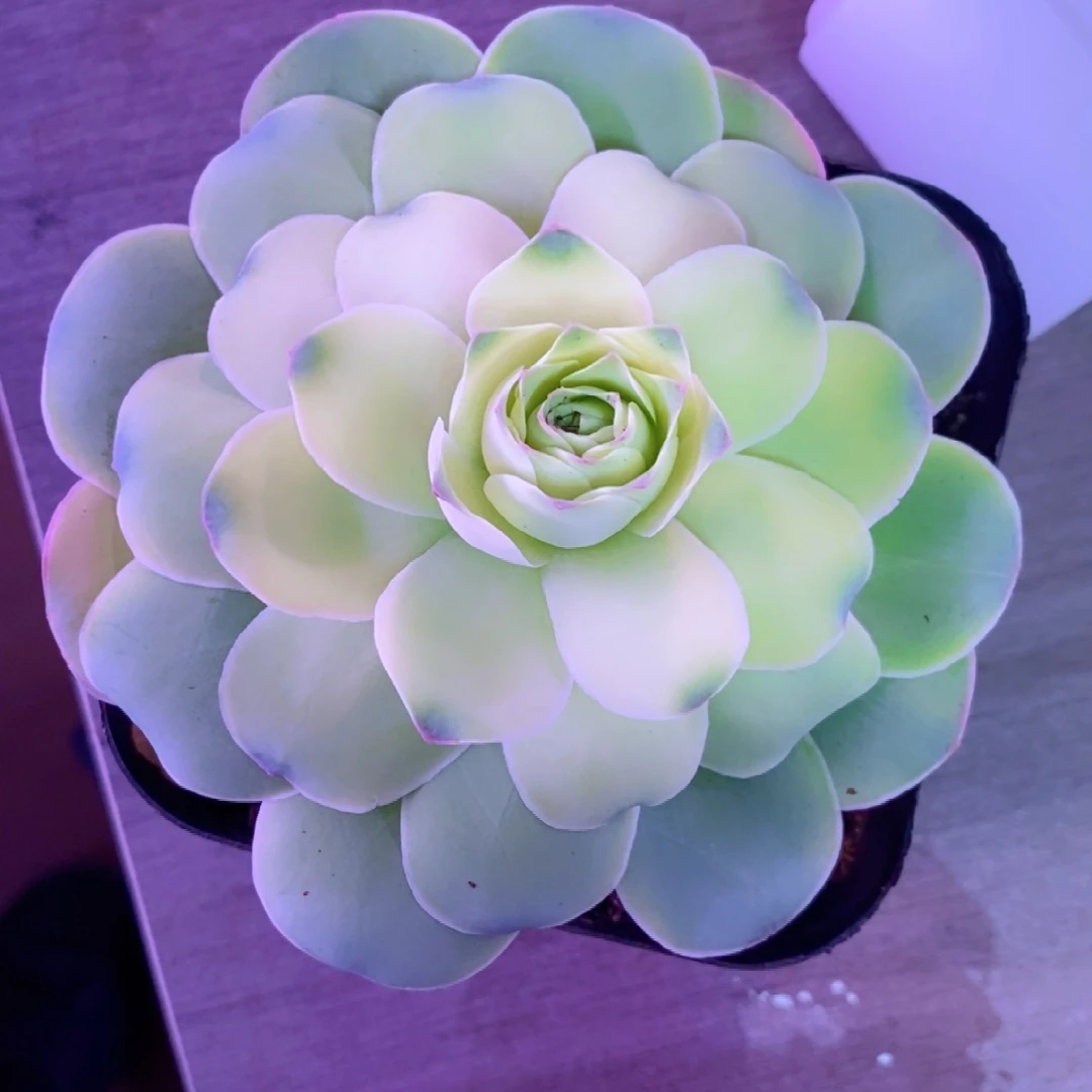 山地玫瑰下播福利一物一拍450大鹿蔸