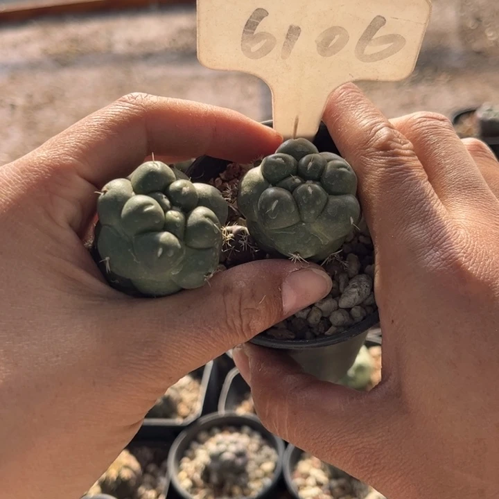 ?**?二个象牙，6106好养皮实