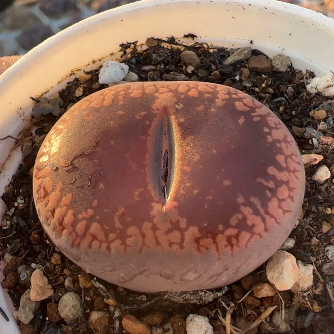 多肉植物百科365