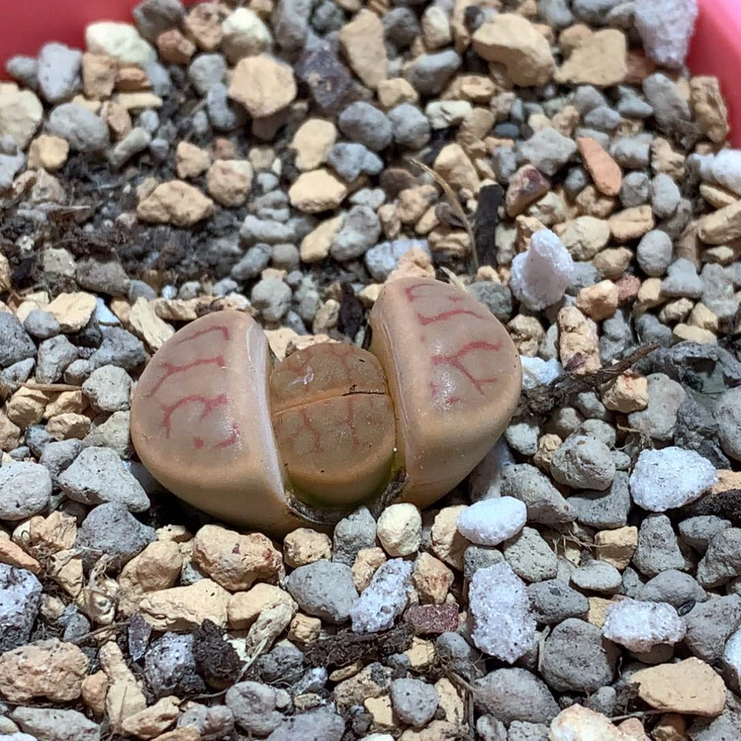 048号c299红纹闪电炫烂玉