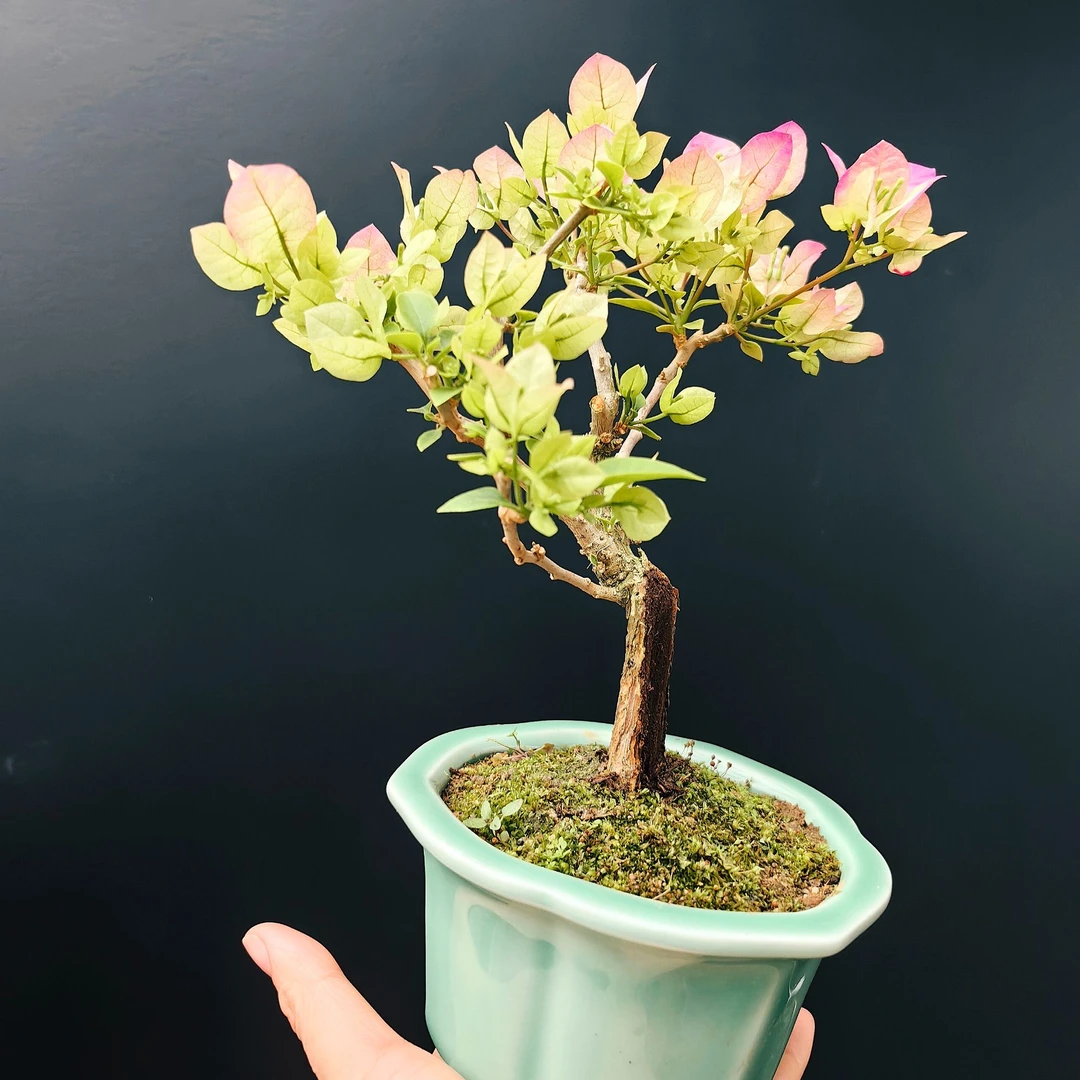 三角梅精品小盆景多品种掌中宝(以直播间为准)