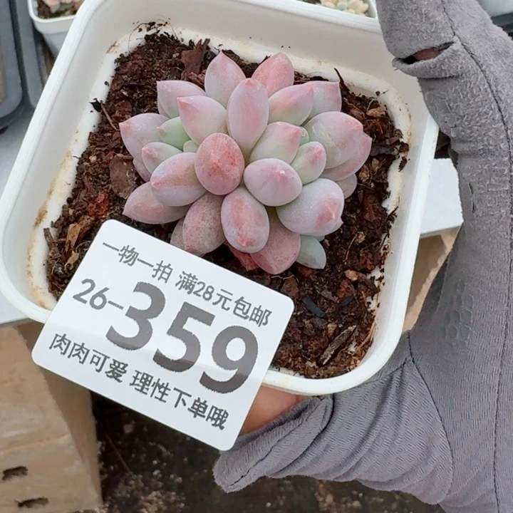 半夏多肉无盆土发货无