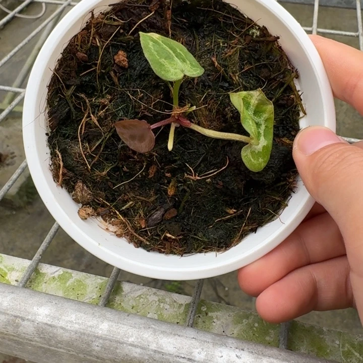 完全开放4号粉紫紫