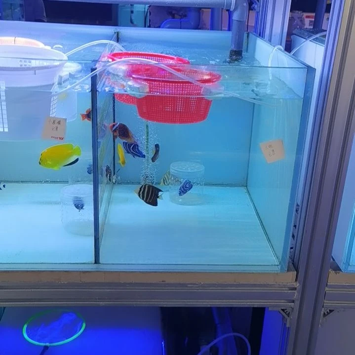 紫雷达4，5+篮圈一条