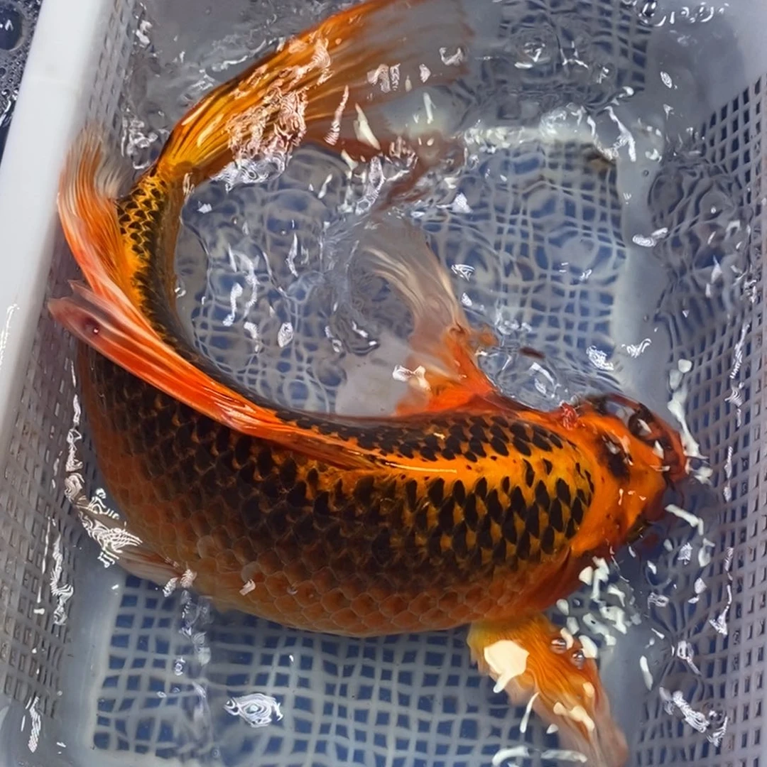 锦鲤冷水锦鲤包邮