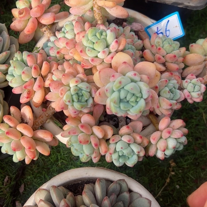 56罗琦平平安安健健康康