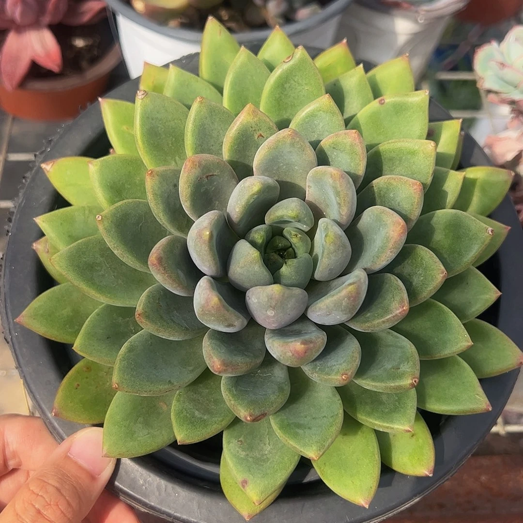 黄金象牙大单头精品特大