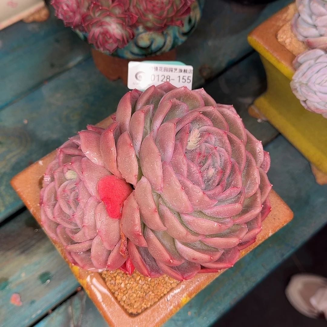 从前慢花园多肉0128-155