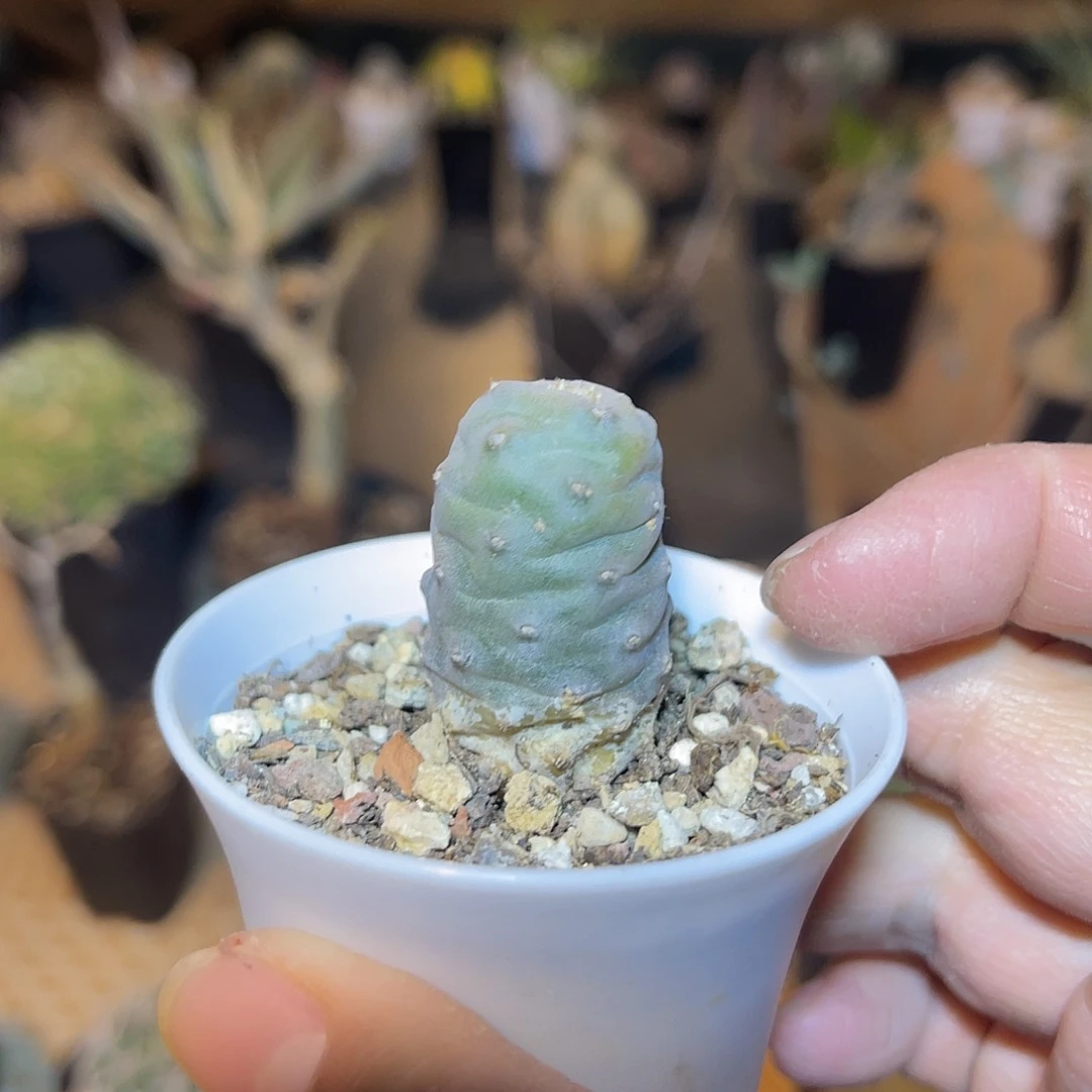 松笠团扇一物一拍的