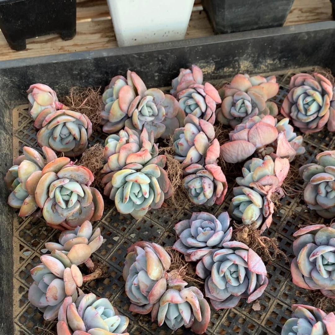 双头奶茶，随机 售后范围：签收起7天内