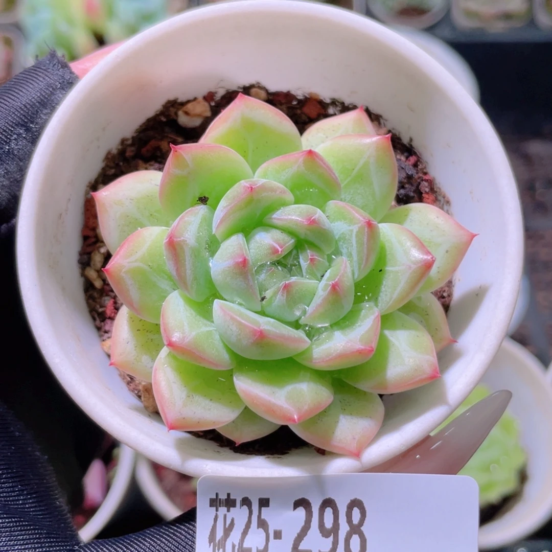 花利美25-298新品