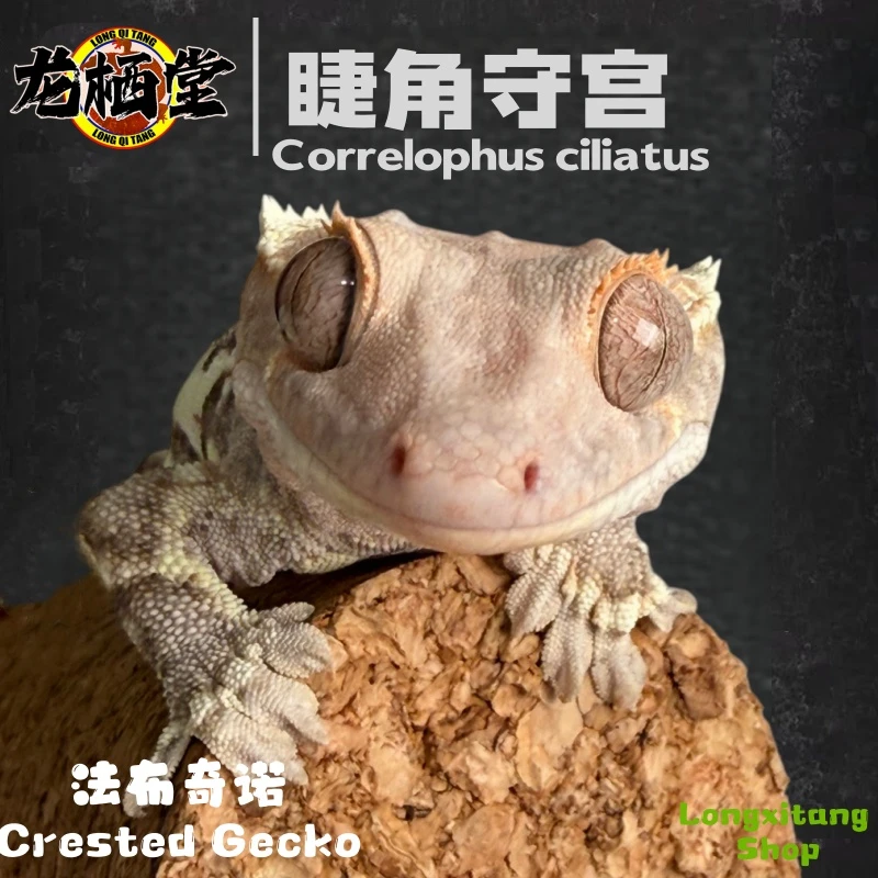 【龙栖堂】睫角守宫懒人桌面宠莉莉白双红超麦红奶黑奶超三