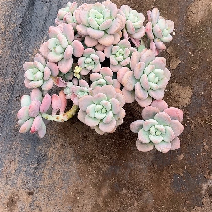 喵***主诺神群生，一物一拍。