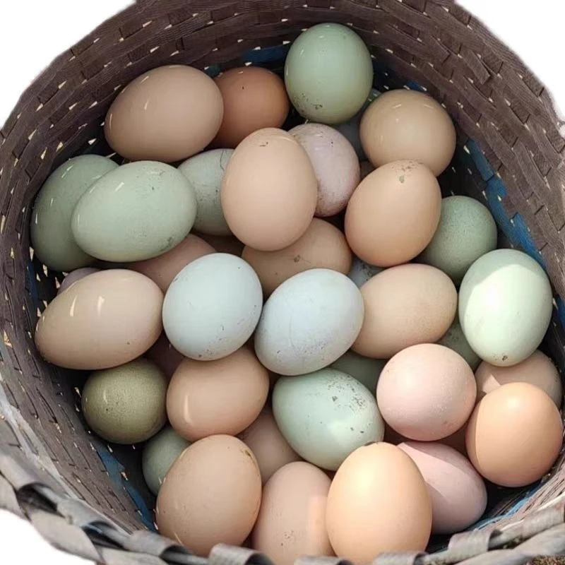 正宗农户粮食散养正宗土鸡蛋土鸡蛋