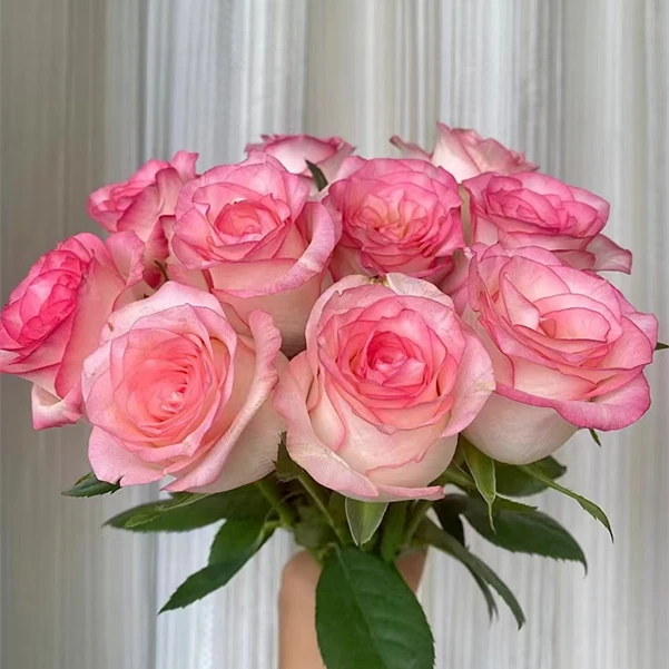 艾莎玫瑰10支家居养花 次日达两单包邮