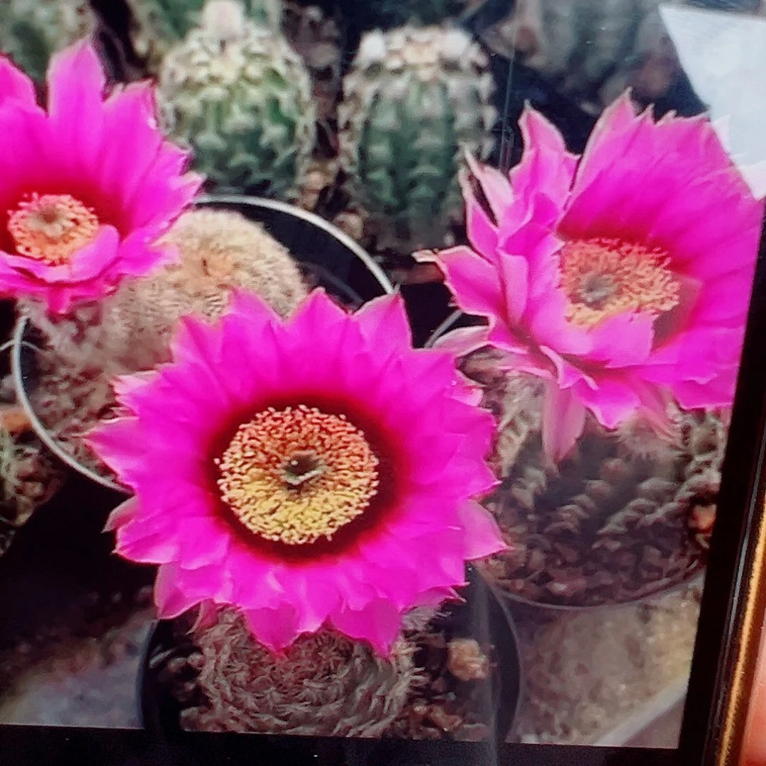 折磨虾 侧芽 满20包邮