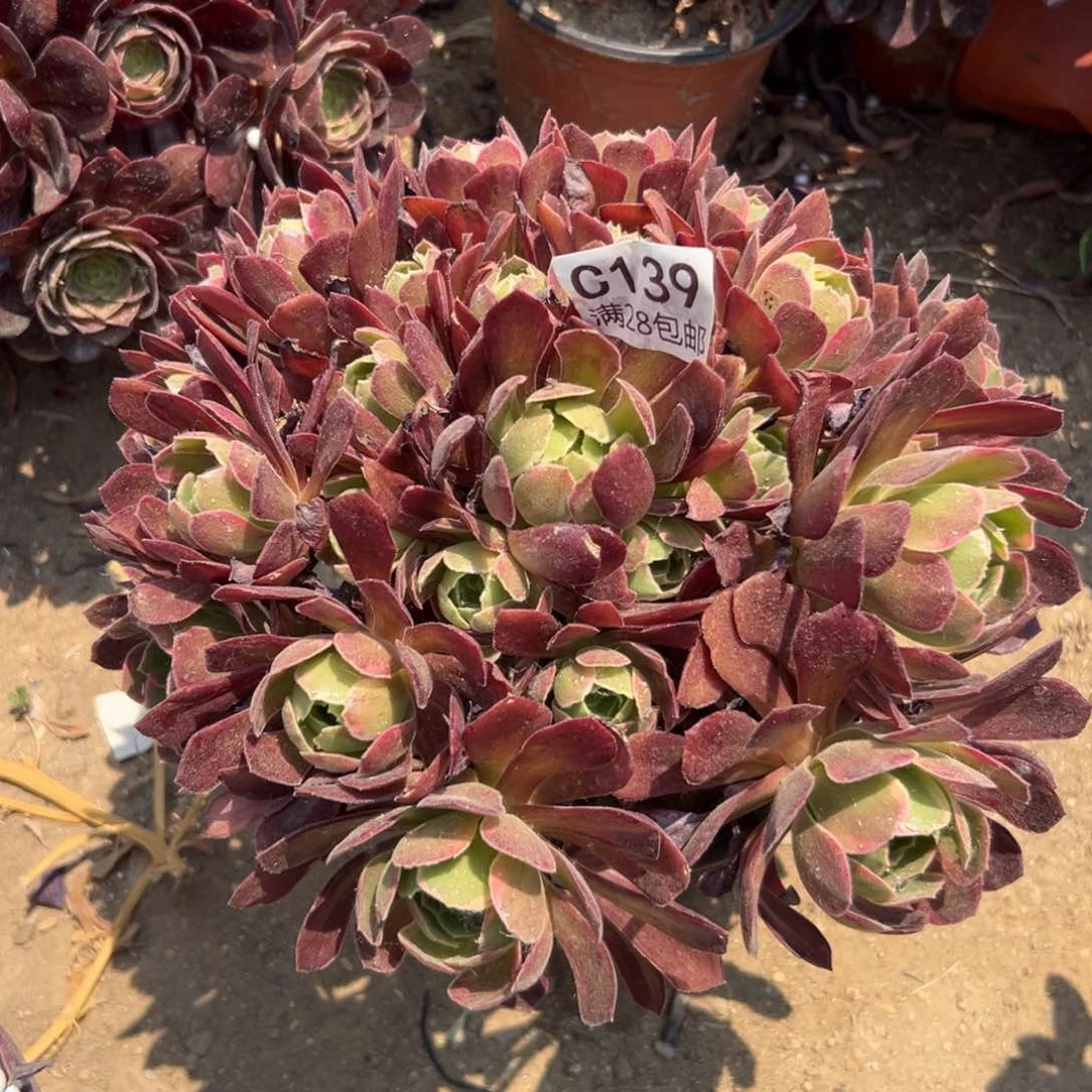 139多肉  安娜金