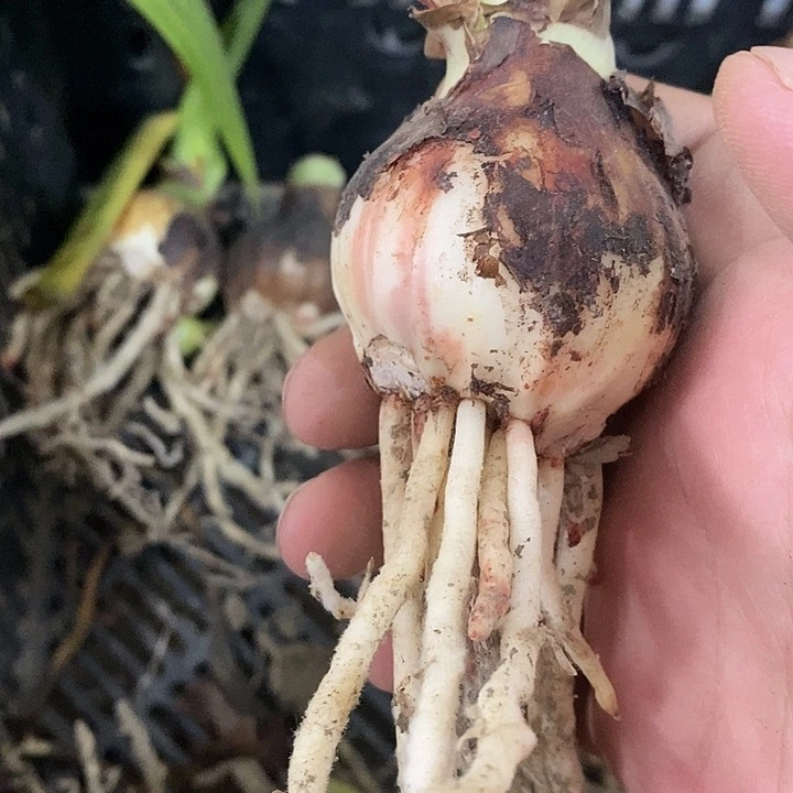 一叶扁舟4公分干球